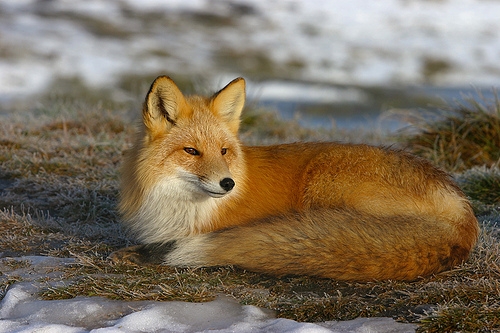 Female Red Fox (500x333, 161Kb)