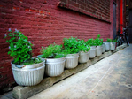  167-herb-garden-in-raised-metal-buckets_rect540 (540x405, 197Kb)