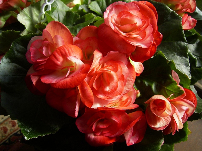 1821795_Begonia_Elatior (700x525, 274Kb)