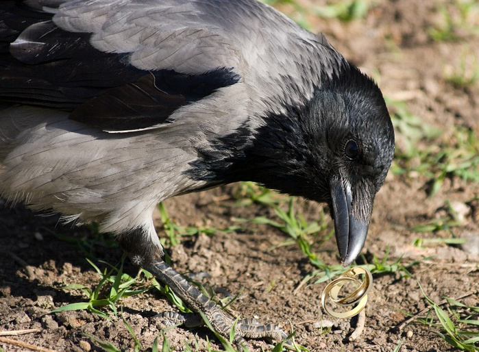 bird_apart_Corvus_cornix200704051128 (700x514, 670Kb)