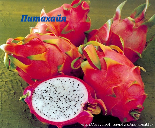 dragon_fruit (500x413, 172Kb)