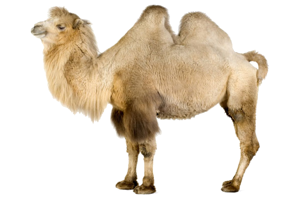 3233534_camel_1_ (600x400, 187Kb)