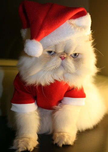 Cat-In-Santa-Hat (357x500, 79Kb)