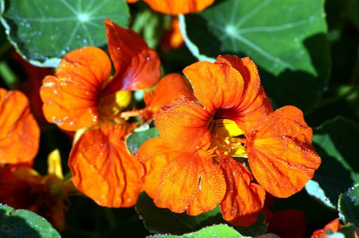 Nasturtium-520x346 (520x346, 56Kb)