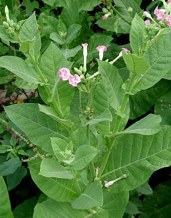 3297752_Tobacco_Nicotiana_tabacum (347x442, 64Kb)