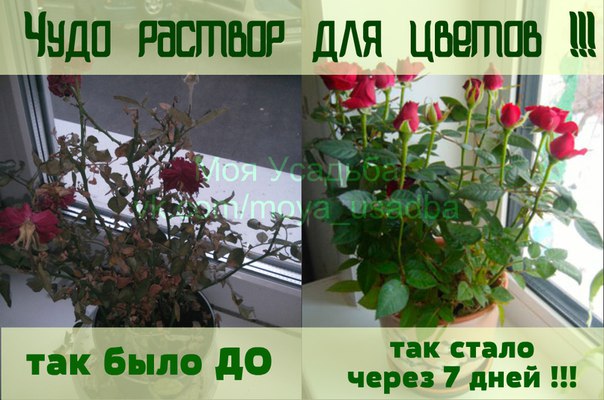 4518373_PFc_KhDZnak (604x400, 69Kb)