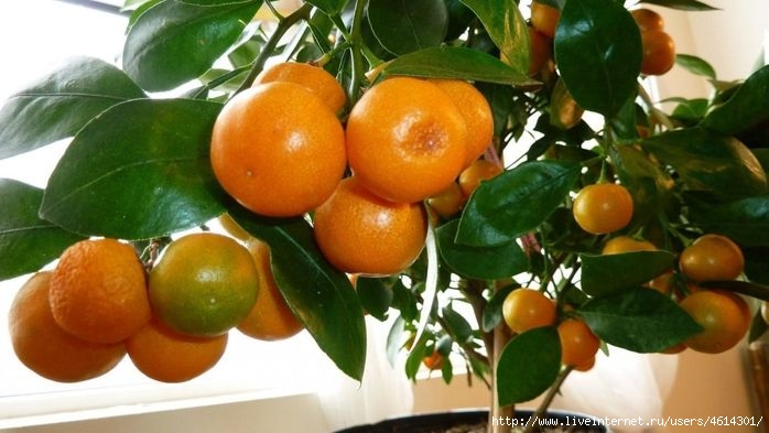 Citrus-Reticulata-8 (700x393, 157Kb)