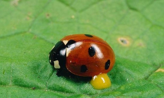 ladybug5 (700x418, 81Kb)