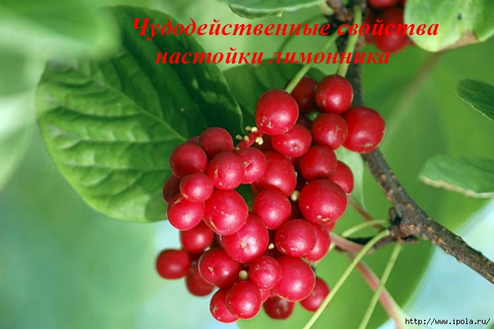 alt="   "/2835299_Chydodeistvennie_svoistva_nastoiki_limonnika (700x466, 209Kb)