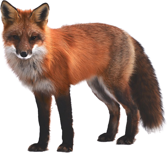 fox (559x515, 472Kb)