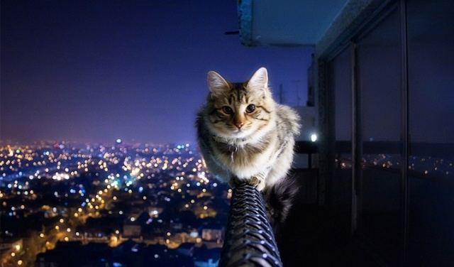 cat_night (640x376, 170Kb)