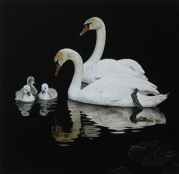 swan family (700x680, 352Kb)