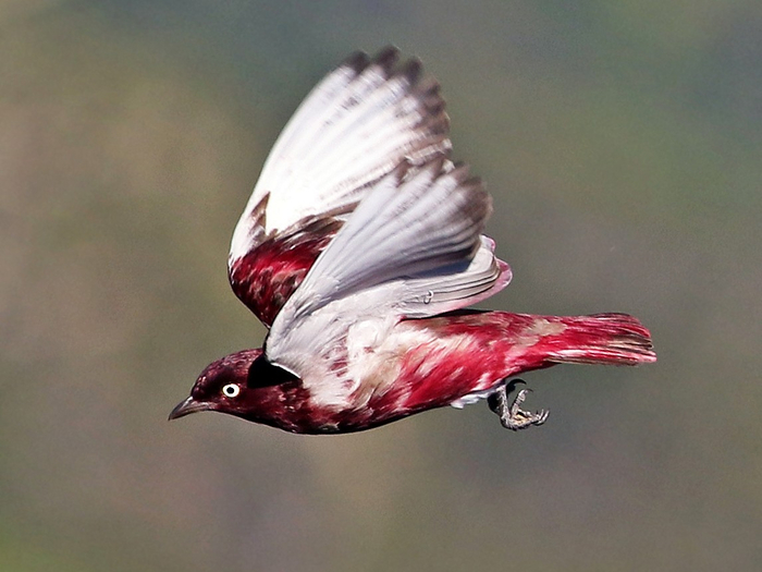 1691988396_372_With-its-impressive-plumage-distinctive-crest-and-elusive-behavior-this (700x525, 282Kb)