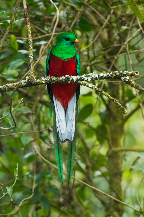 So-Vibrantly-Colored-This-Bird-Is-Resplendent-In-A-Coat (466x700, 427Kb)