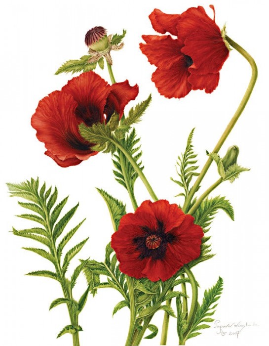 Papaver orientale