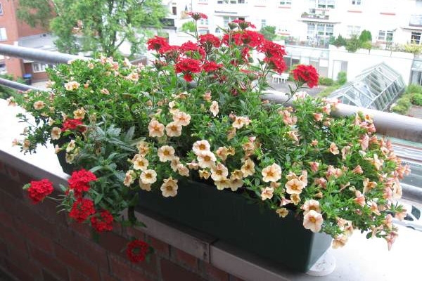 garden-flowers-mix-in-container8-6 (700x500, 204Kb)