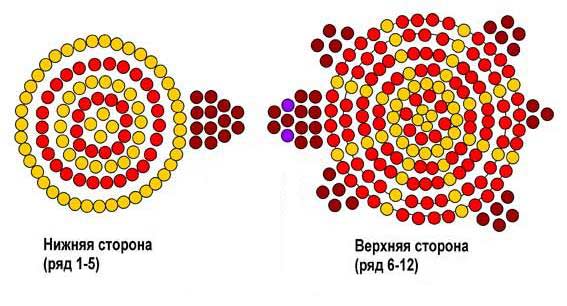 cerepaha-shema (567x306, 37Kb)