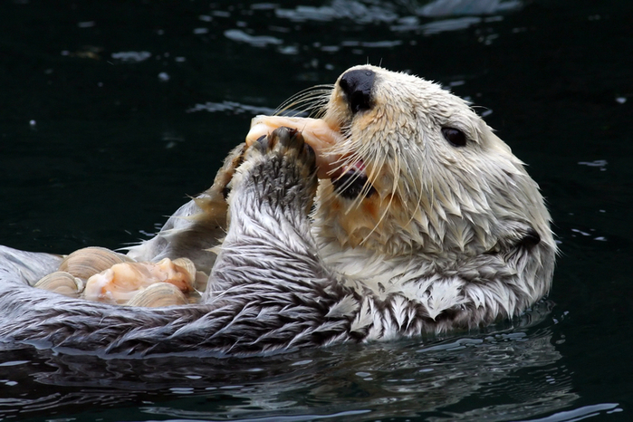 sea-otter-800 (700x466, 374Kb)