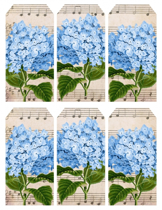 4267534_Hydrangea_in_blue__music__6_tags_printable__lilacnlavender (541x700, 353Kb)
