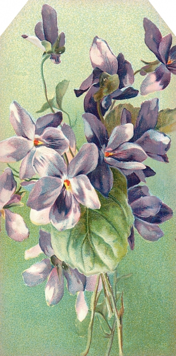 4267534_Floral_tag__violets__lilacnlavender (346x700, 242Kb)