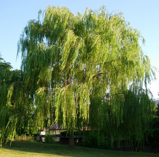 5_Willow (520x515, 154Kb)