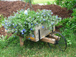  Wooden-wheelbarrow-with-hanging-basket-of-blue-eyes (640x480, 506Kb)