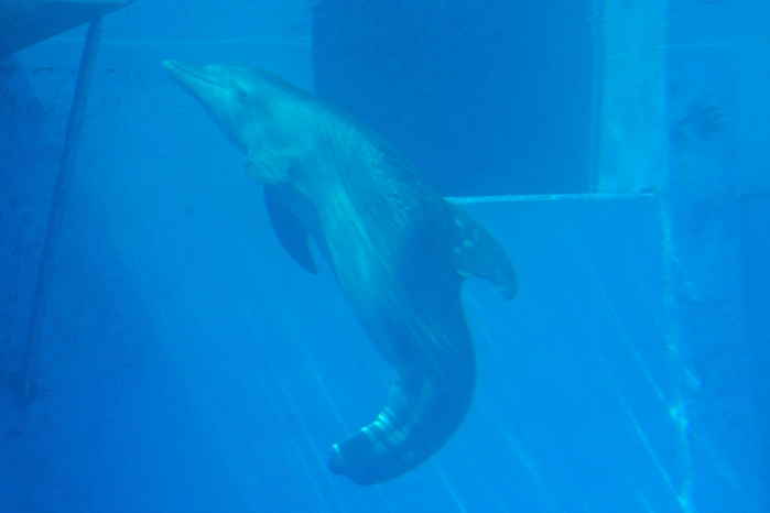 Winter_tailless_bottlenose_dolphin (700x466, 262Kb)