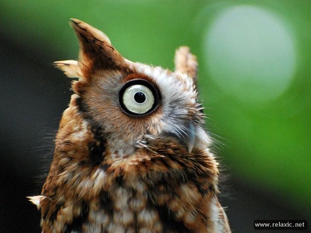 Owl (640x480, 47Kb)