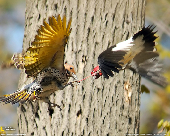 009-bird-rondeau-park-xl (700x560, 436Kb)