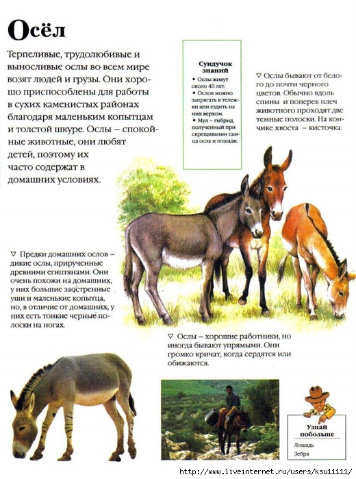 Entziklopedia dlya detei.Vse o jivotnih ot a do ya..page102 (520x700, 287Kb)