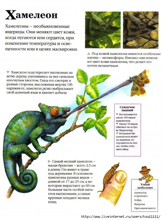 Entziklopedia dlya detei.Vse o jivotnih ot a do ya..page148 (517x700, 293Kb)