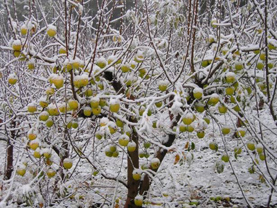 Borrodell_apple_tree_covered_in_snow_normal (400x300, 85Kb)