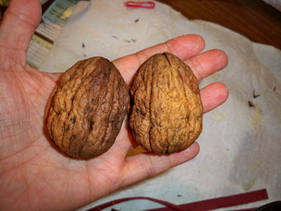 2walnuts (400x300, 138Kb)