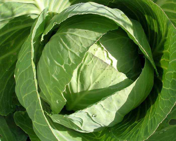 cabbage_white__2 (700x563, 38Kb)