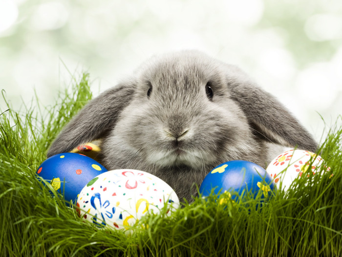 Holidays_Easter_Rabbit_and_eggs_029465_ (700x525, 120Kb)