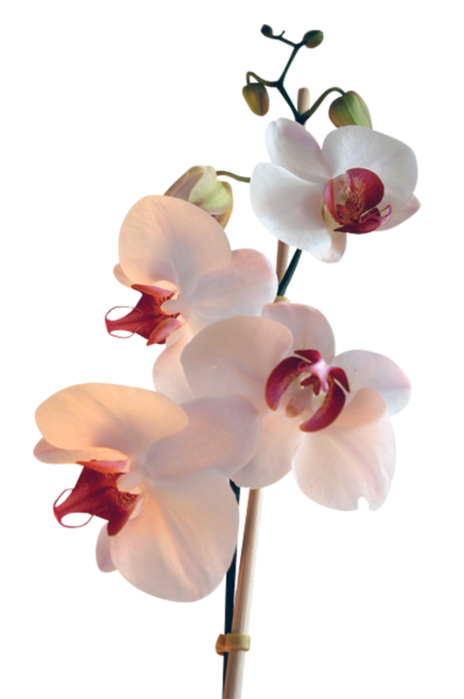 kTs_Jardin_orchidees-1-3 (464x700, 221Kb)