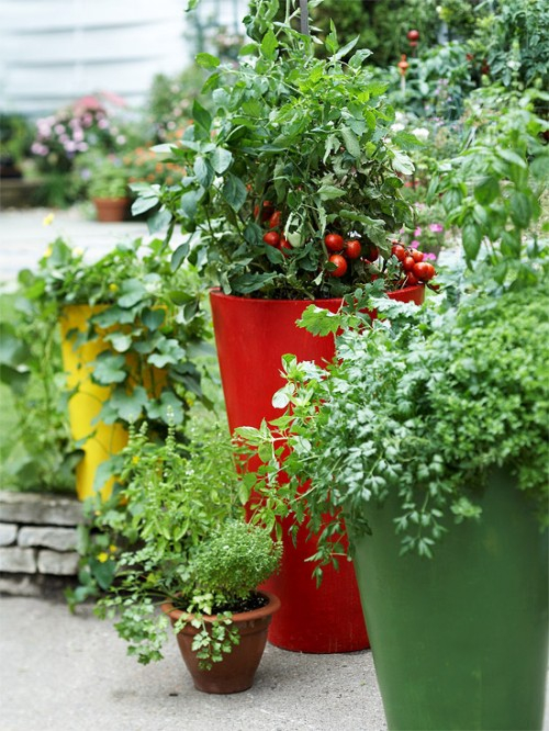 herb-garden-inspirations2-500x666 (500x666, 380Kb)