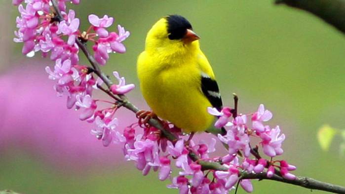 Spring-goldfinch (700x393, 31Kb)