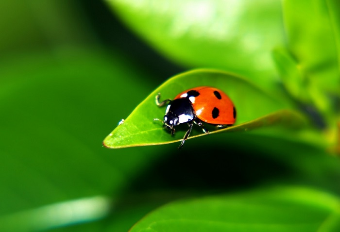ladybug1 (700x478, 51Kb)