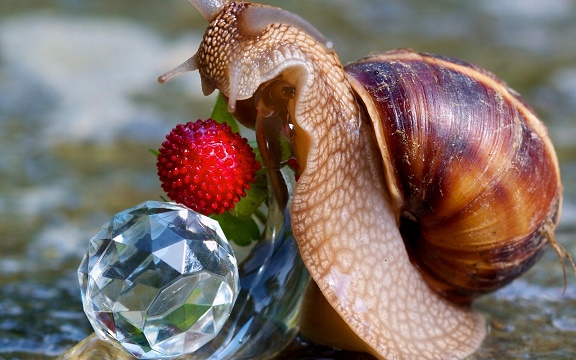 snail-macro-300051-1280x800 (576x360, 93Kb)