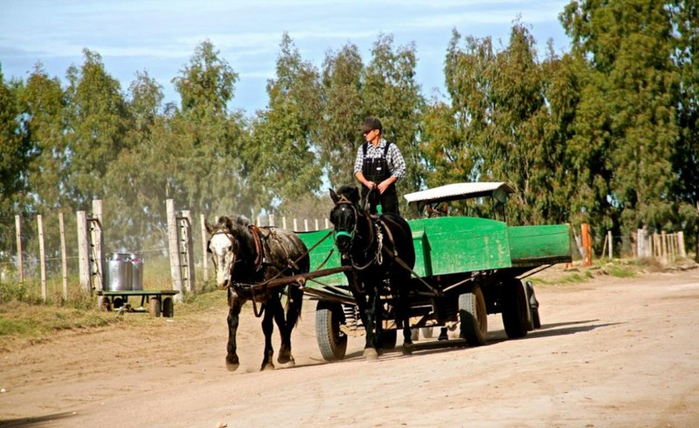 argentina-menonites-horses-2015-6-4-940x576 (700x428, 363Kb)