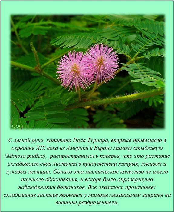 1358233754_www.radionetplus.ru_9 (575x700, 473Kb)