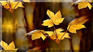 autumn-leaf-3916083_960_720 (300x169, 22Kb)