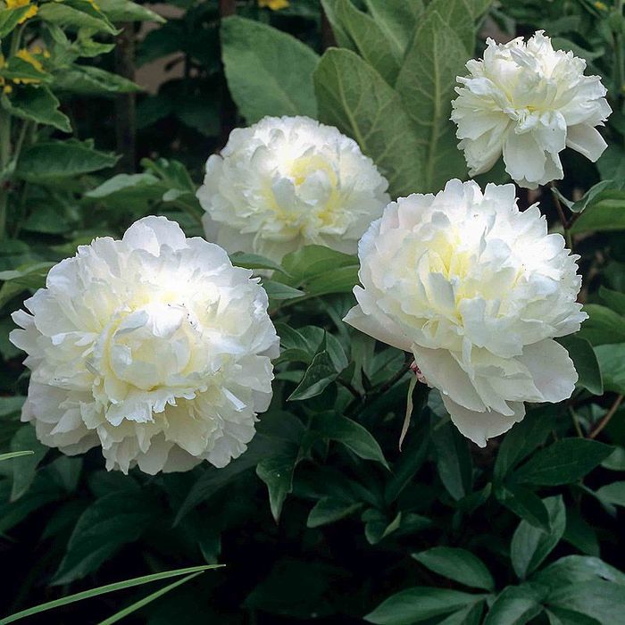 10445-pfingstrose-weiss-paeonia-lactiflora-flo-1 (900x900, 80Kb)