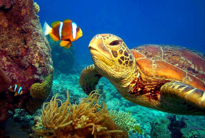 1348828573_green-turtles-10 (700x469, 294Kb)