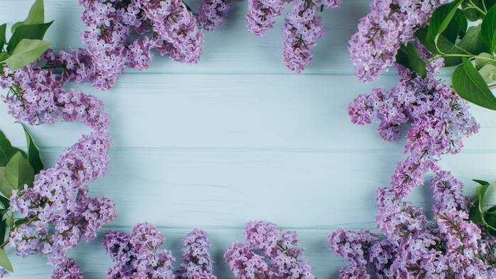 wood-violet-lilac-flowers-spring-siren-tsvety-vetki-blossom (700x393, 384Kb)