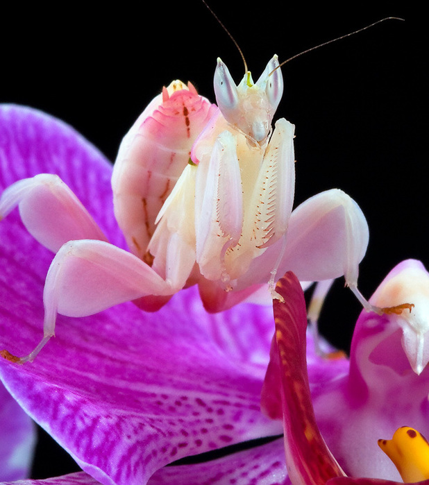 bonus-si-les-fleurs-imitent-les-animaux-l-inverse-est-aussi-vrai-la-preuve-avec-cette-mante-religieuse-imitant-une-orchidee_903d50e75a58e8a3b031a169788e36970b233e70 (618x700, 147Kb)