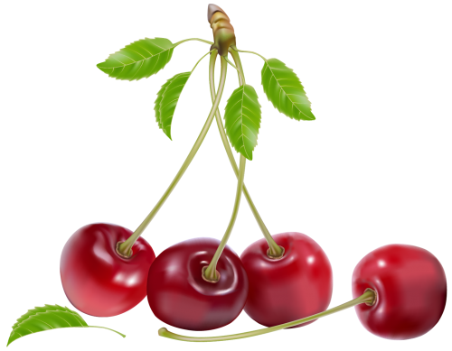 Cherries_PNG_Clipart-218 (500x389, 118Kb)