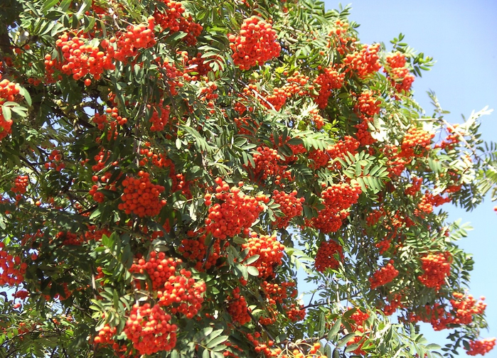 tree-plant-fruit-flower-orange-food-1006849-pxhere.com_-2 (700x504, 598Kb)