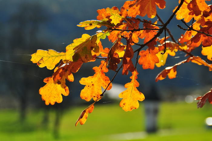 Velden_Koestenberg_herbstliches_Eichenlaub_02112008_22 (700x465, 57Kb)